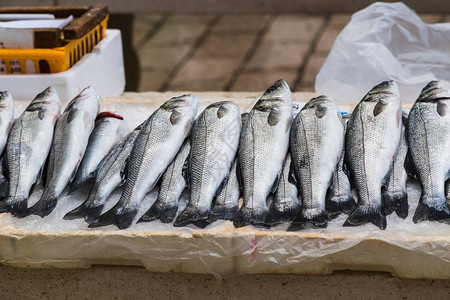 一排鲜鱼在灯光中闪耀坐在柜台等待出售在斯普利特繁忙的市图片