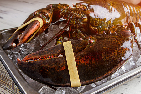 生龙虾和大爪子把龙虾绑在冰块上离爪子远一点背景图片