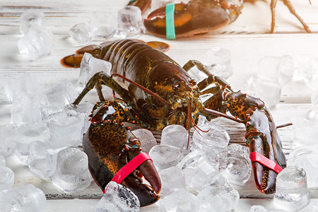 生龙虾和冰块绑爪的龙虾厨师很快会来木制图片