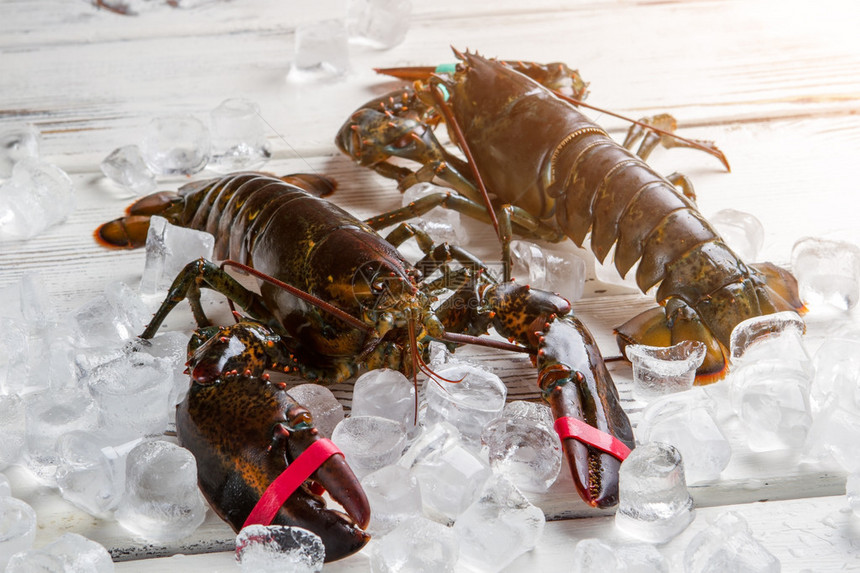 冰块上的新鲜龙虾绑爪的龙虾餐厅供应昂贵的海鲜大图片
