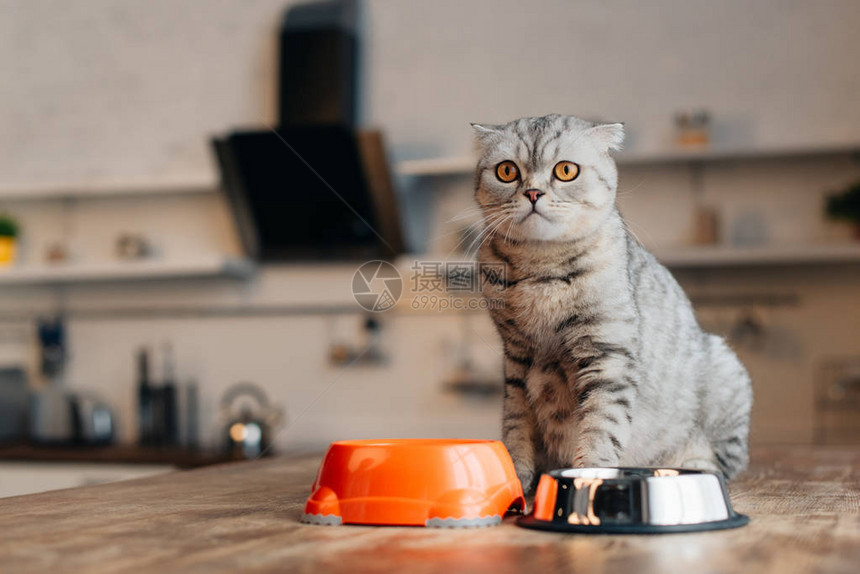 苏格兰式折叠猫坐在碗边的桌子上图片
