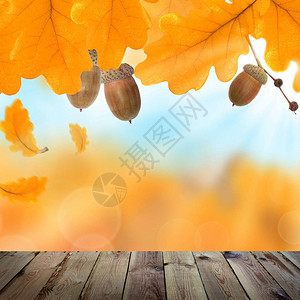 散景枫叶黄橡叶橡树和空木林理事会的秋幕背景户外模板为产插画