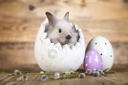 灰色白兔子坐在开张的陶瓷白蛋中图片