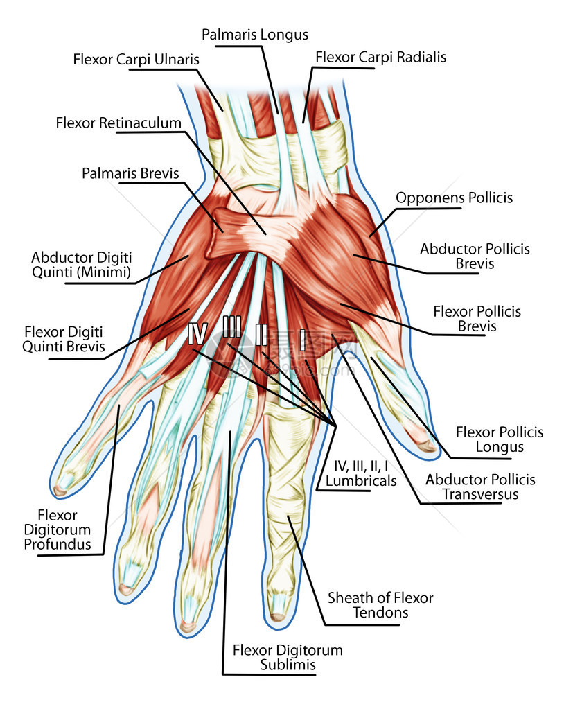肌肉系统解剖手掌肌腱韧带图片