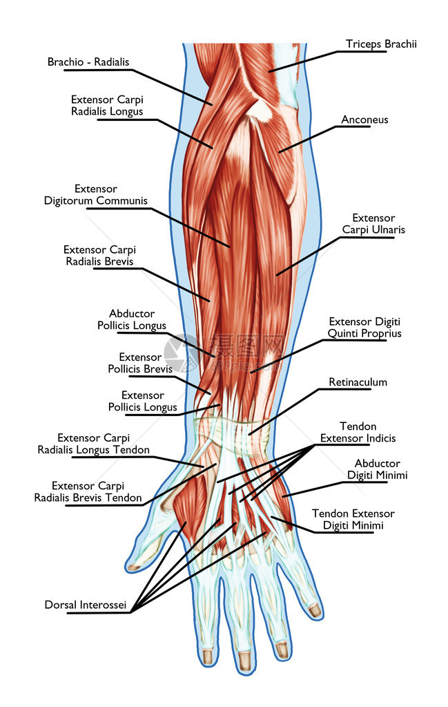 肌肉系统解剖手前臂手掌肌肉肌腱韧带图片