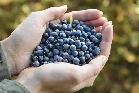 野生蓝莓和黑莓在手中图片