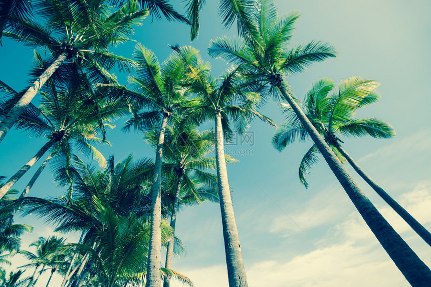 热带椰子棕榈树从低角度图片