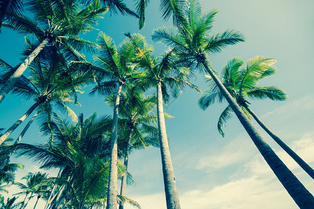 热带椰子棕榈树从低角度背景图片