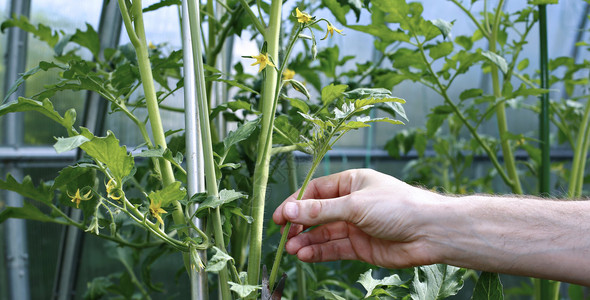 温室番茄植株的侧枝背景图片