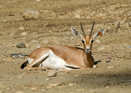 Gazelle沙漠图片
