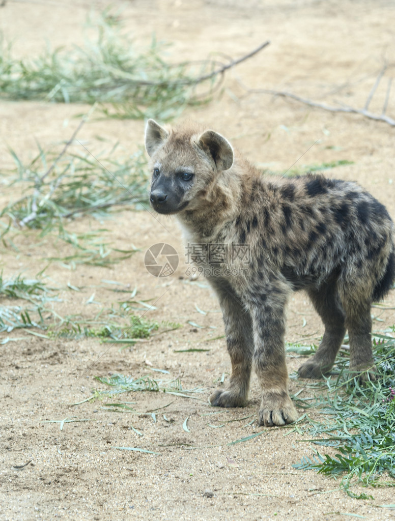 近距离接近一个年轻斑点的Hyena图片