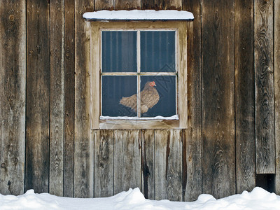 一只母鸡坐在母鸡家窗户后面图片