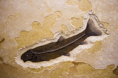 在犹他州发现的化石背景图片
