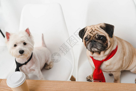 双头领两只商业狗在工作场所一起坐在一起的图片