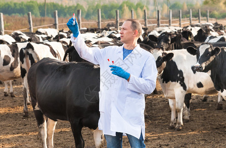 牛子裤兽医检查农牛的样本分析DoctorCen背景