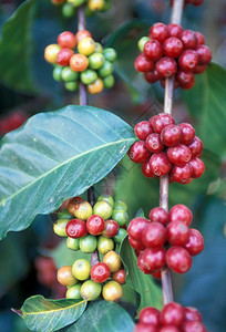 位于中美洲危地马拉安提瓜市的咖啡种植园高清图片