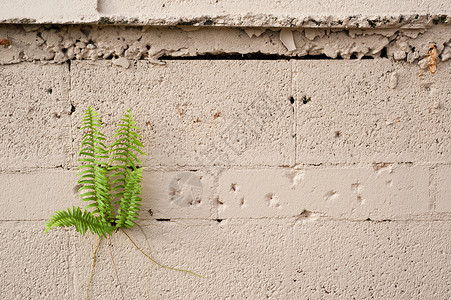 水泥块墙上生长的幼苗植物包括图片