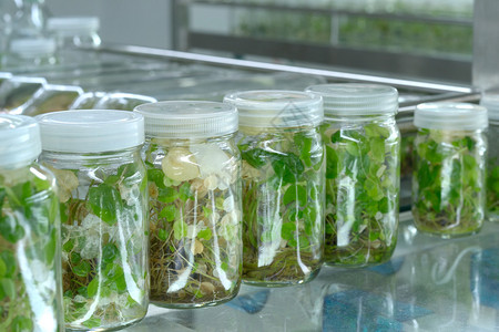 植物组织培养科学研究实验室在无菌瓶中种植绿色图片