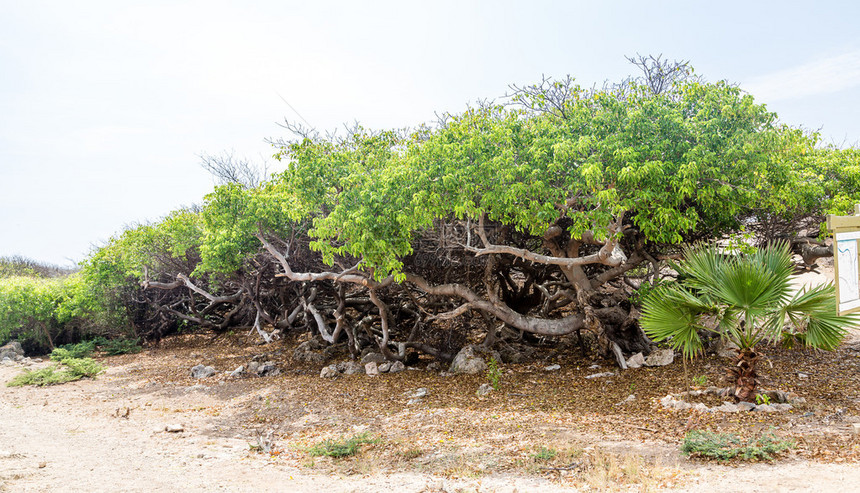 库拉索岛的Manchine树图片
