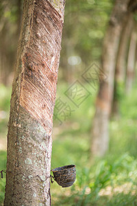 作为天然橡胶来源的橡胶树HiveaBrasili背景图片