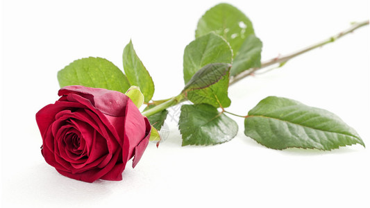 白色背景上的红玫瑰背景图片