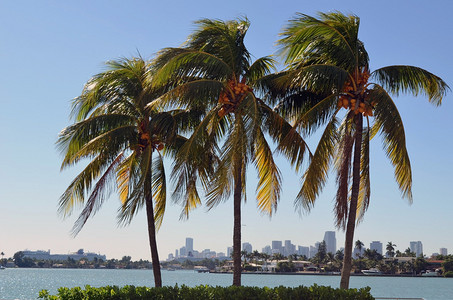 沿海航道德利多岛一艘游轮和背景中的迈阿密天际线三棵椰子树在泳池边图片