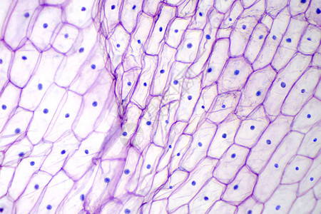 光学显微镜下的洋葱表皮单层的洋葱Alliumcepa的紫色大表皮细胞每个细胞都有壁膜细胞质细背景图片