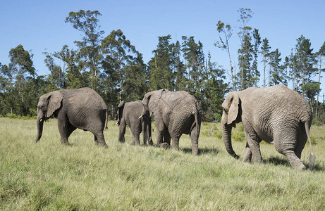 走在草原上的非洲大象群南非图片