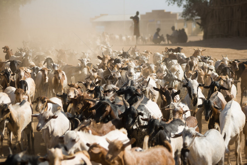 山羊群在埃塞俄比亚Turmi附近的一条灰图片
