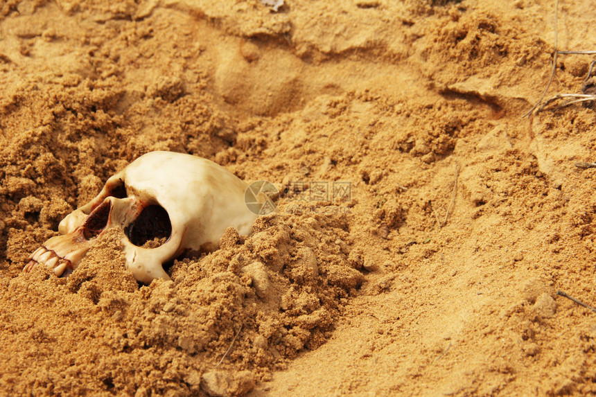 半埋在沙堆中的人类头骨图片