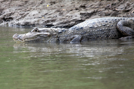 哥斯达黎加的开曼岛鳄鱼的图片