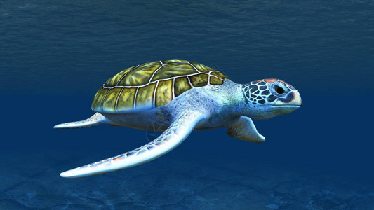 海龟3DC图片