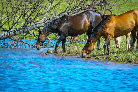 夏日马在河里喝水图片