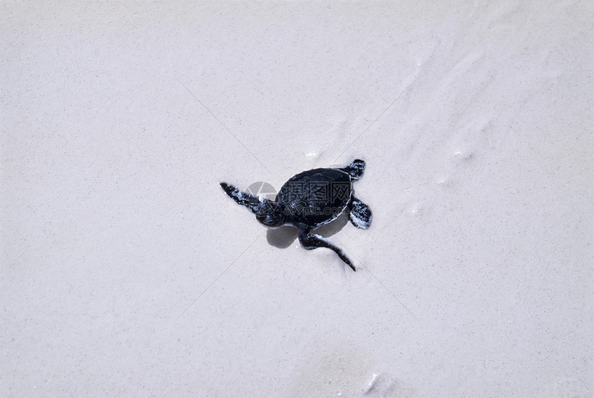 马尔迪维群岛沙上刚出生的海龟正图片
