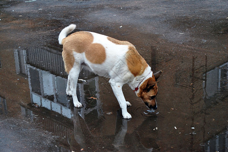 狗从乌克兰水坑里喝水图片