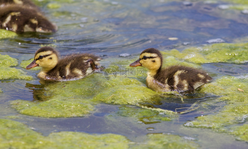 美丽的小鸭子正在穿过湖中的藻类图片