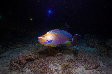 夜间潜水时外科动物Acanthurus图片
