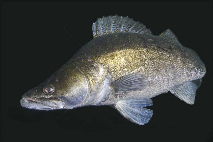 梭鲈Sanderlucioperca在水下有明显鳍的肉食鱼在水下捕获黑图片