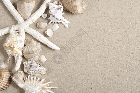 海贝壳和海星鱼图片
