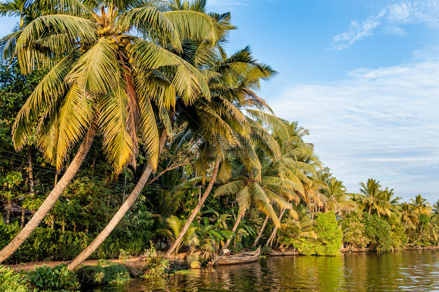 印度Alappuzha附近的喀拉背水中的棕榈图片