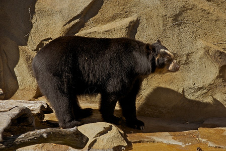 动物园里的安第斯熊安第斯熊可以从巴拿马到秘鲁找到拉丁名图片
