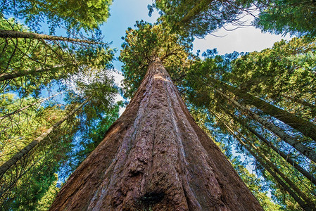 美国加利福尼亚州的古代巨型红杉林美国加利福尼亚州图片