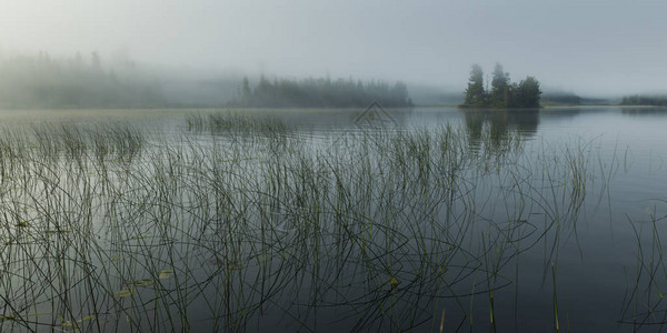 加拿大安略省森林湖Kenora湖中生长图片