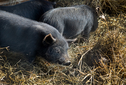黑猪在他们农场的谷仓里的稻草里玩耍背景图片