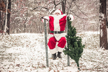 圣诞老人和fir树在森林的平图片