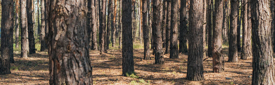 夏季树林中树干的全景作物背景图片