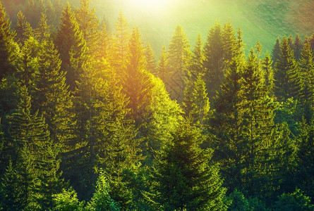 阿尔卑斯山森林的夏天美好的一天太阳和图片