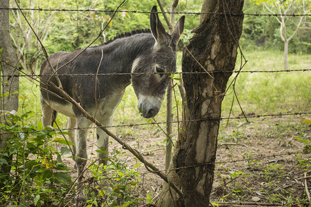 墨西哥哈利斯科州耶拉帕市Yelapa农场的驴子图片