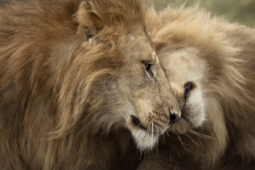 两头成年狮子坦桑尼亚塞伦盖蒂公图片