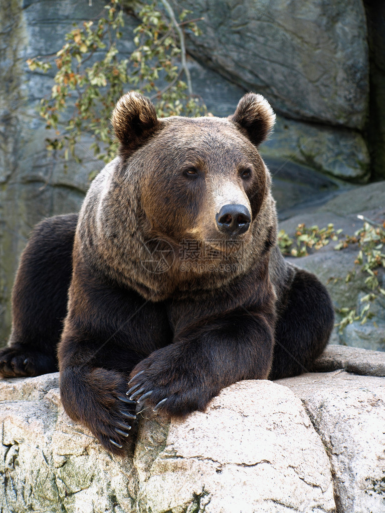 坐在岩石上的棕灰熊图片